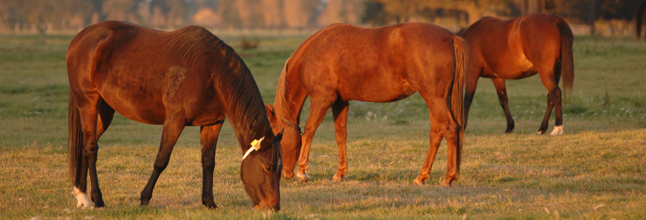 Horses in a field