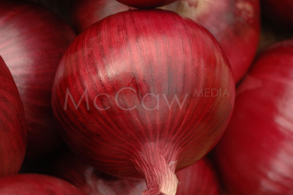 onion-red_6305